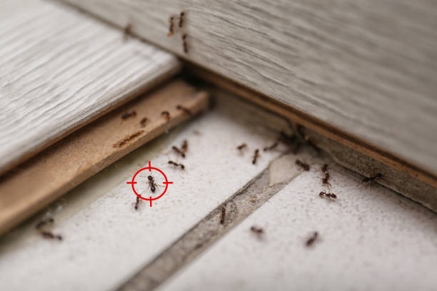 Best Wasp Removal Services  in Martinsburg, WV