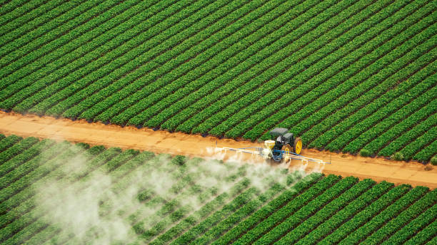 Best Ant Control Services  in Martinsburg, WV