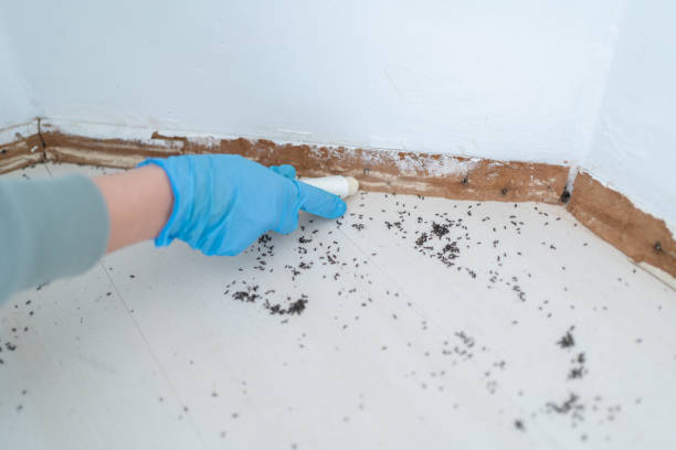 Best Local Pest Control Services  in Martinsburg, WV